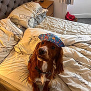 Cody is registered to the contest to win money with this photo: dog, bed, bedding, pillow, blanket, animal_print, cap, brown_dog, pet, collar, bedroom, lamp, nightstand, carpet, curtains, indoor, furniture, cute, sitting, looking_up