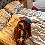 dog, bed, bedding, pillow, blanket, animal_print, cap, brown_dog, pet, collar, bedroom, lamp, nightstand, carpet, curtains, indoor, furniture, cute, sitting, looking_up