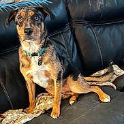 Ozzie joined the competition — help win amazing prizes! dog, pet, collar, leather_couch, blanket, indoor, animal, brown_fur, black_fur, white_fur, sitting, looking, ears_up, alert, home, furniture, canine, cute, domestic_animal, portrait