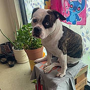 Tyson participe au concours pour gagner de l'argent avec cette photo : dog, indoor, crate, potted_plant, curtain, window, hoodie, floor, plant, wood, animal, pet, brown, white, blue_eye, brindle, decor, slippers, leaf, cartoon