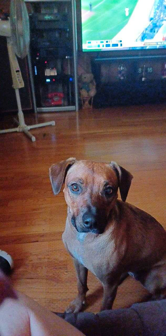 Sadie is registered to the contest to win money with this photo: cable_television, carnivore, chair, collar, companion_dog, dog, dog_breed, fawn, floor, flooring, hardwood, laminate_flooring, snout, table, television, toy_dog, varnish, whiskers, wood, working_animal