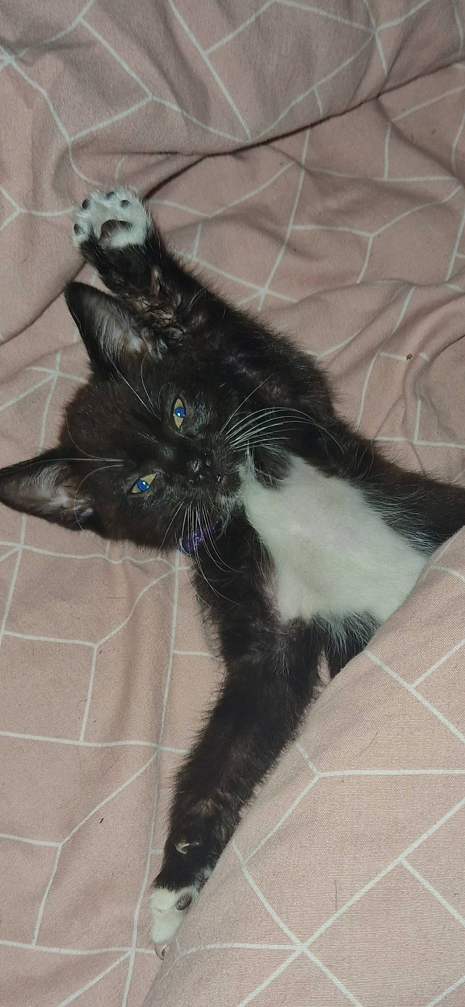 Simba is registered to the contest to win money with this photo: black_cat, carnivore, cat, claw, comfort, dog_breed, domestic_short_haired_cat, felidae, flooring, foot, fur, human_leg, paw, small_to_medium_sized_cats, snout, tail, terrestrial_animal, tile_flooring, whiskers