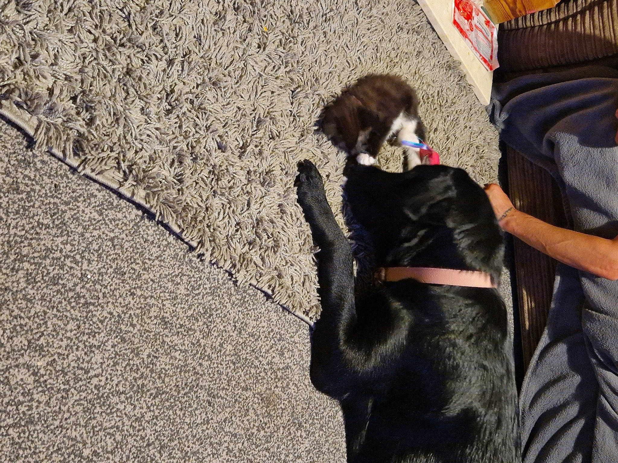 Simba is registered to the contest to win money with this photo: asphalt, canidae, companion_dog, eyewear, fawn, flooring, fur, grass, human_leg, leisure, road, road_surface, sidewalk, sitting, snout, sporting_group, sunglasses, tail, thigh, tree