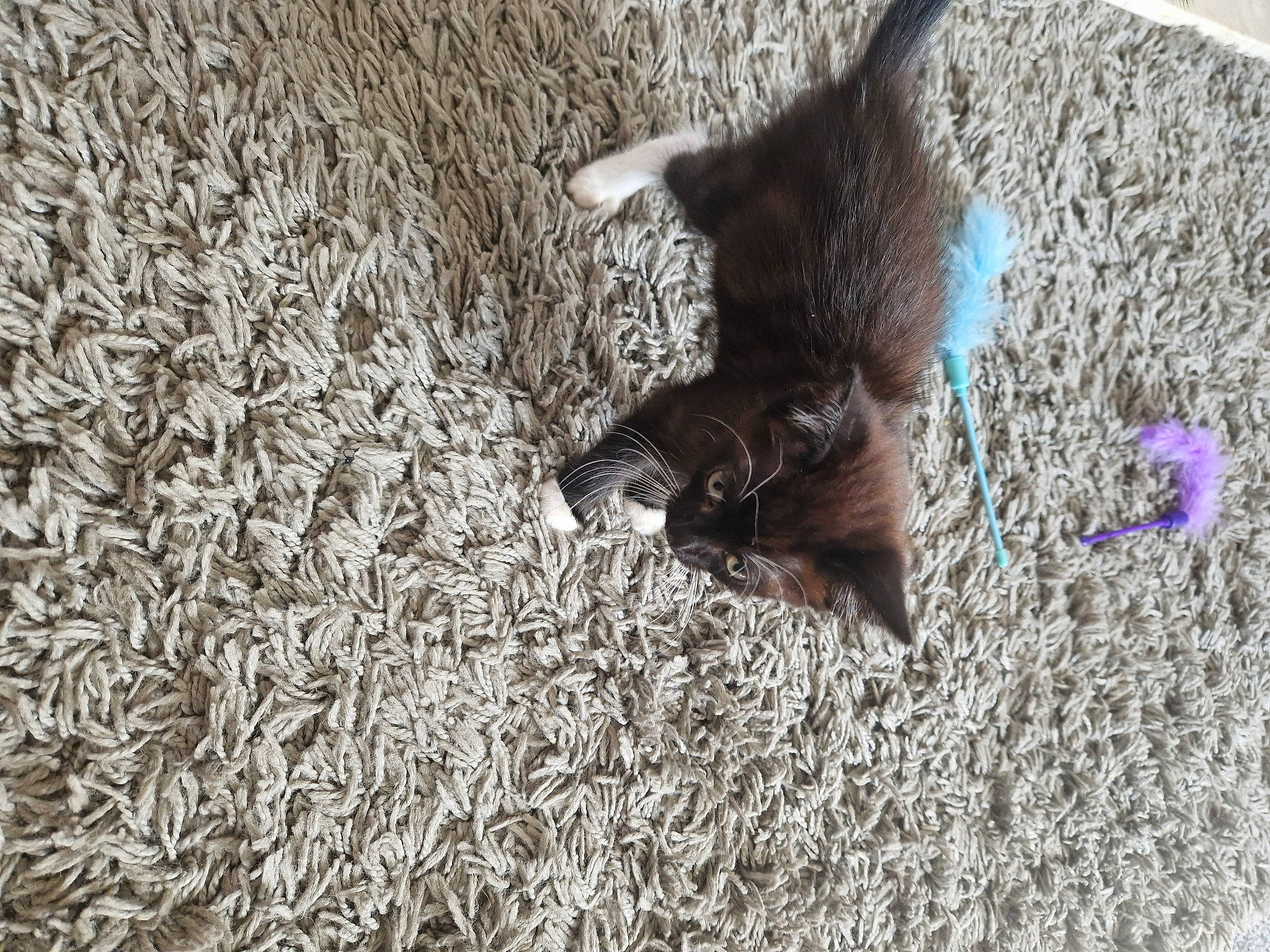 Simba joined the competition — help win amazing prizes! black_cat, canidae, carnivore, cat, dog_breed, domestic_short_haired_cat, fawn, felidae, fur, grass, paw, small_to_medium_sized_cats, snout, soil, sporting_group, tail, terrestrial_animal, whiskers, wildlife, working_animal