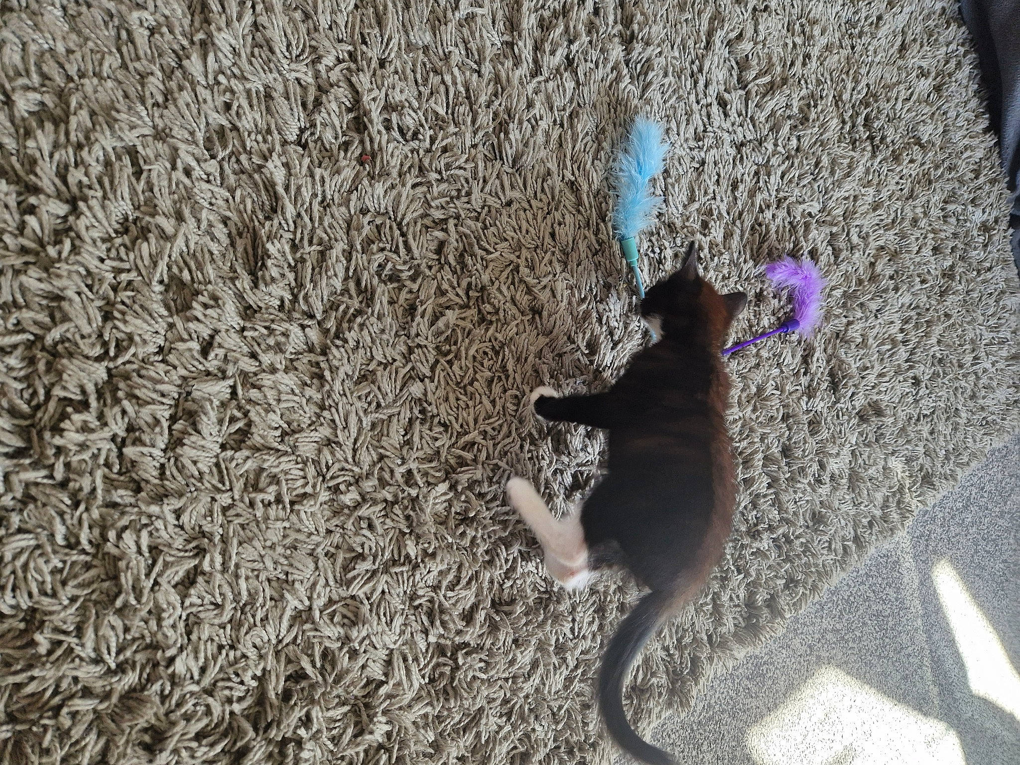 Simba joined the competition — help win amazing prizes! asphalt, carnivore, cat, dog, dog_breed, fawn, felidae, grass, plant, road_surface, shadow, sidewalk, small_to_medium_sized_cats, soil, sporting_group, tail, tints_and_shades, tree, wall, wood