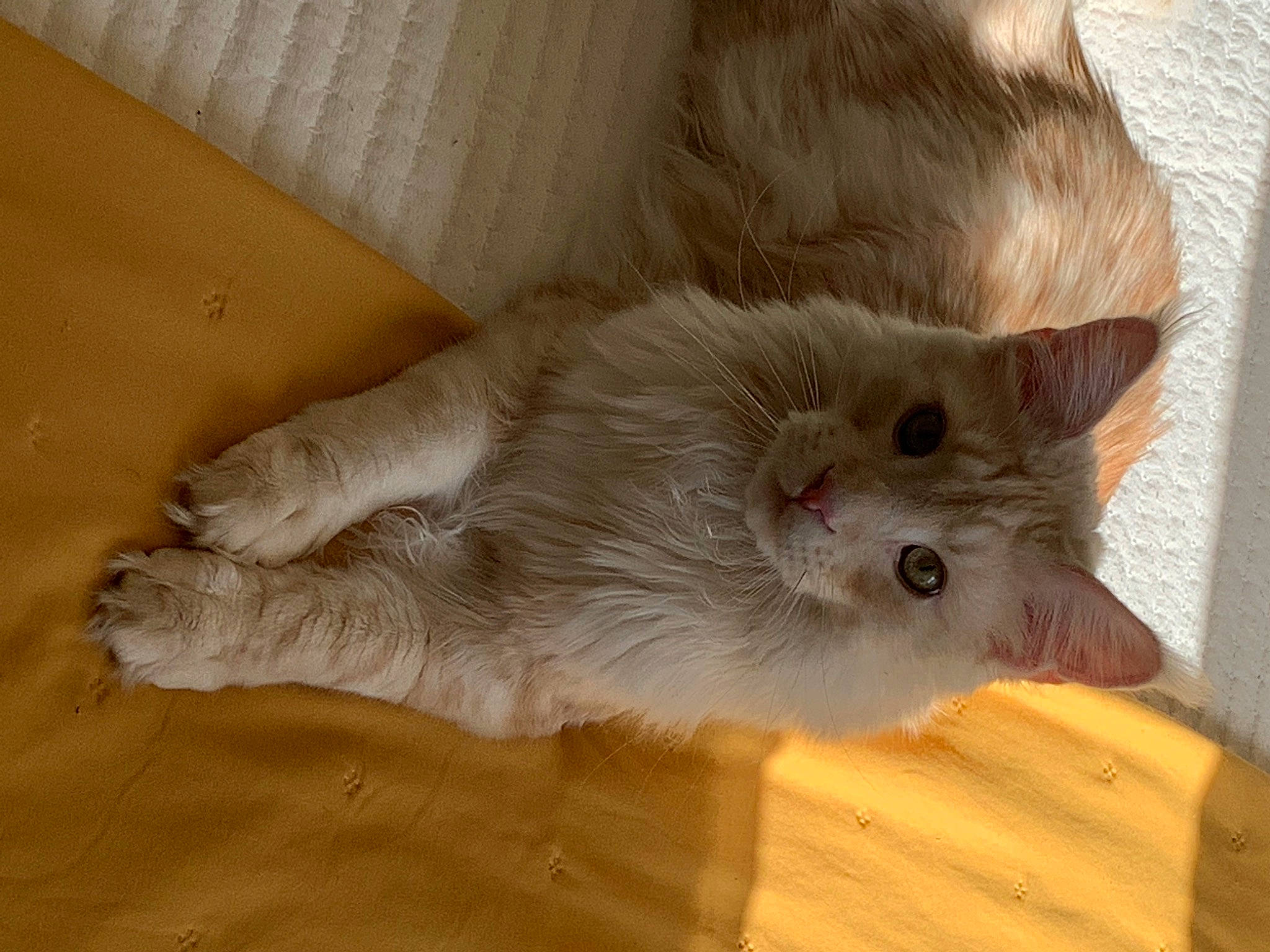 Reiko participe au concours pour gagner de l'argent avec cette photo : carnivore, cat, claw, comfort, domestic_short_haired_cat, eye, fawn, felidae, flooring, fur, hardwood, paw, small_to_medium_sized_cats, tail, whiskers, wood, wood_flooring