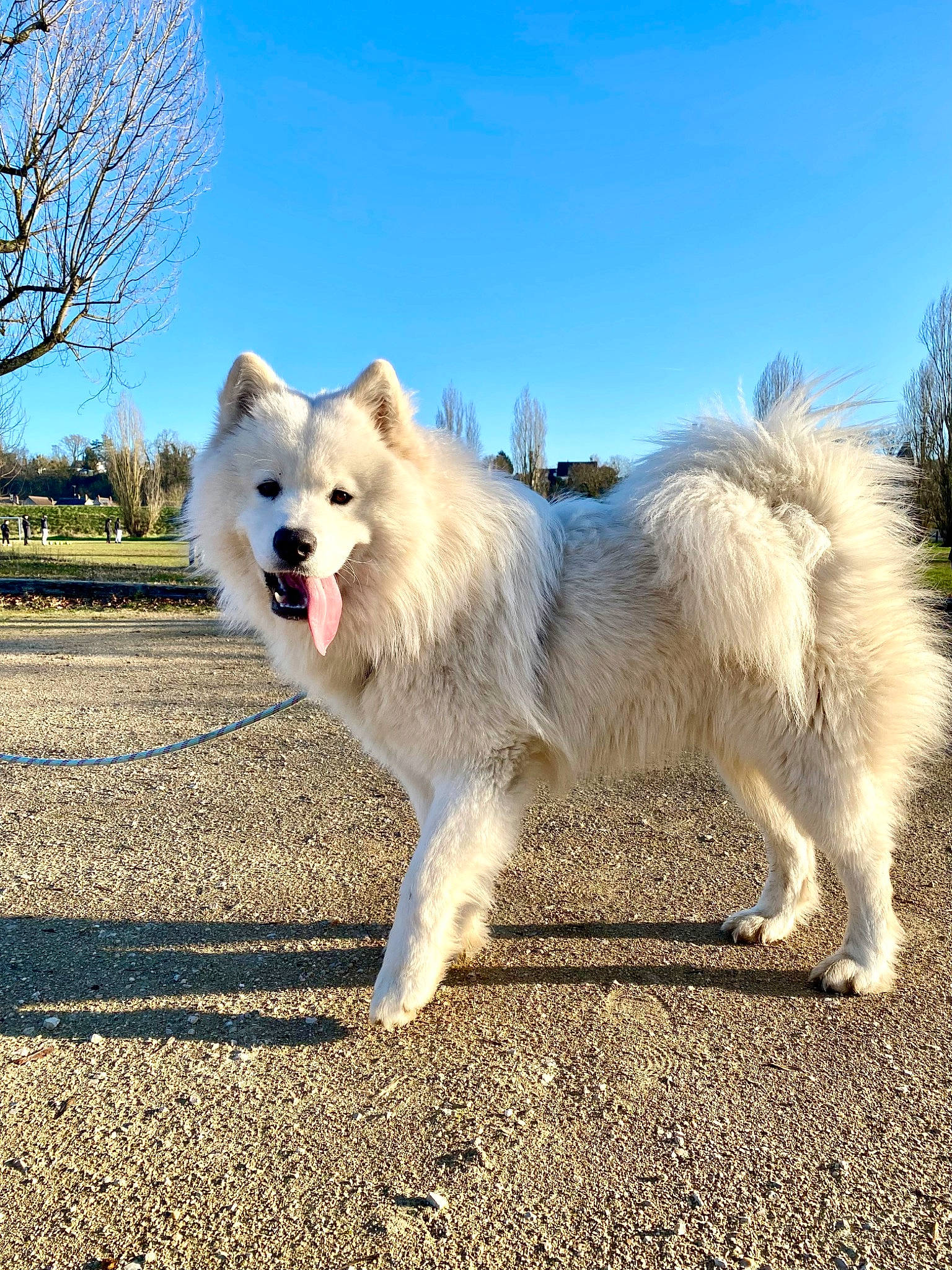 Taïko participe au concours pour gagner de l'argent avec cette photo : canidae, carnivore, companion_dog, dog, dog_breed, fur, german_spitz_klein, giant_dog_breed, indian_spitz, japanese_spitz, plant, samoyed, sky, snout, spitz, sporting_group, tree, volpino_italiano, working_animal, working_dog