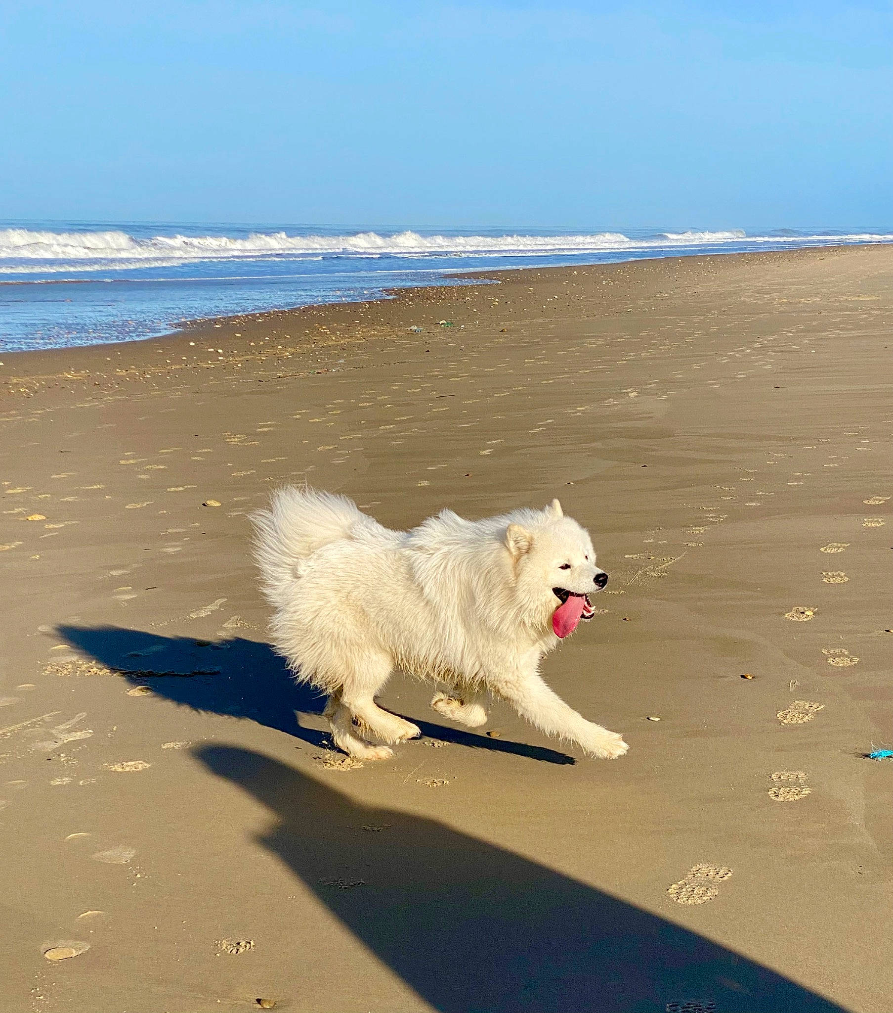 Taïko a rejoint le concours — aidez-le/la à gagner de superbes lots ! beach, canidae, carnivore, cloud, companion_dog, dog, dog_breed, horizon, ice_cap, landscape, natural_environment, ocean, polar_ice_cap, sand, shore, sky, spitz, sporting_group, water, wind_wave