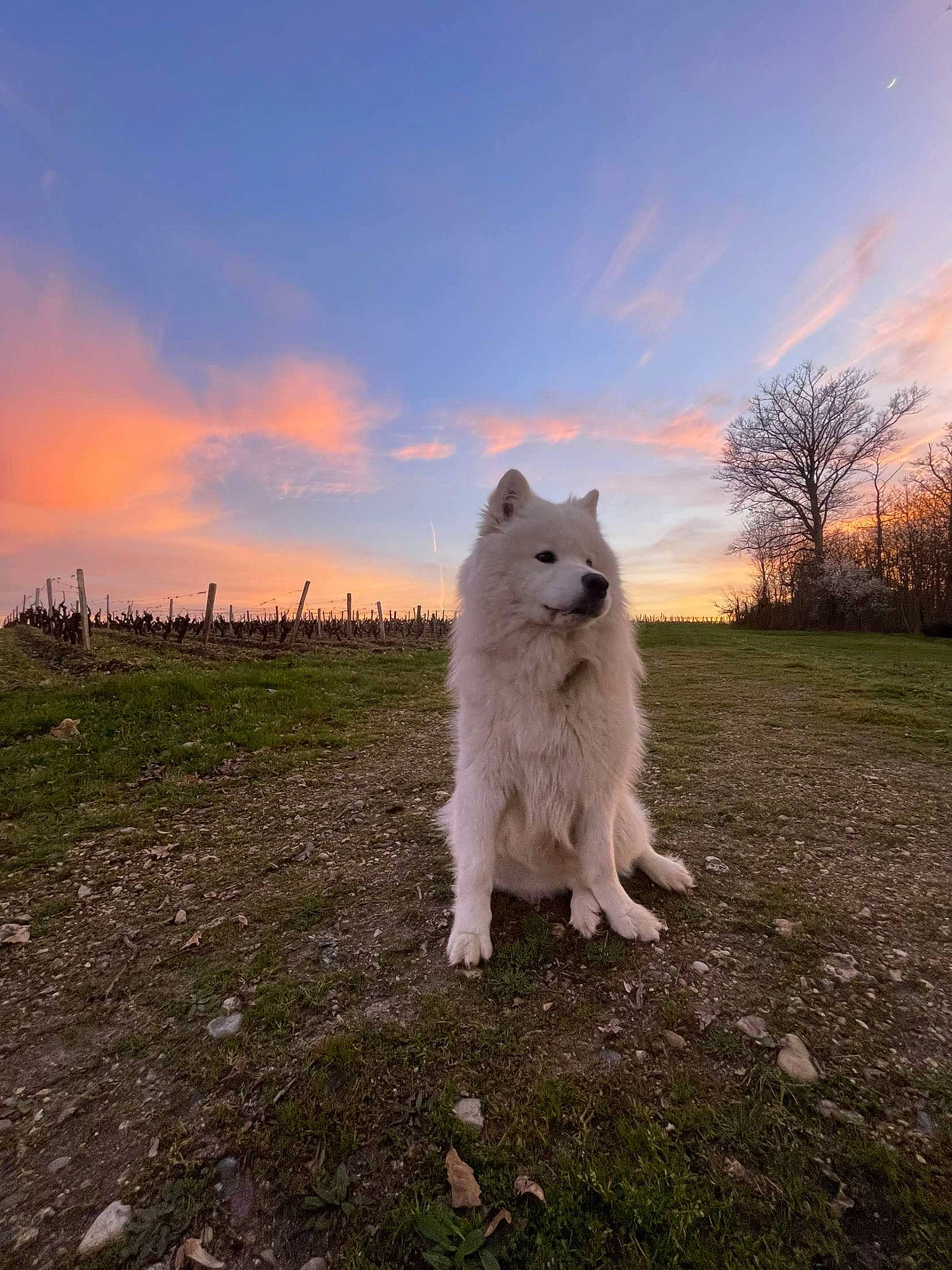 Taïko participe au concours pour gagner de l'argent avec cette photo : carnivore, cloud, companion_dog, dog, dog_breed, freezing, grass, horizon, japanese_spitz, landscape, natural_landscape, ocean, plant, polar_ice_cap, sky, spitz, tail, tree, volpino_italiano, winter