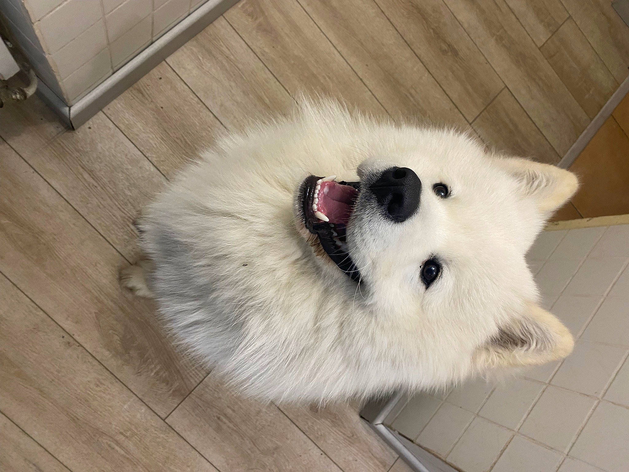 Taïko participe au concours pour gagner de l'argent avec cette photo : canidae, carnivore, companion_dog, dog, dog_breed, fawn, flooring, fur, hardwood, plank, samoyed, snout, sporting_group, tail, varnish, volpino_italiano, whiskers, wood, wood_flooring, wood_stain