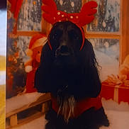 Uguette participe au concours pour gagner de l'argent avec cette photo : animal, background, black_dog, christmas, cute, decorations, dog, festive, gift, holiday, holiday_sweater, indoor, pet, portrait, red, reindeer_antlers, snow, window, winter, wooden_floor