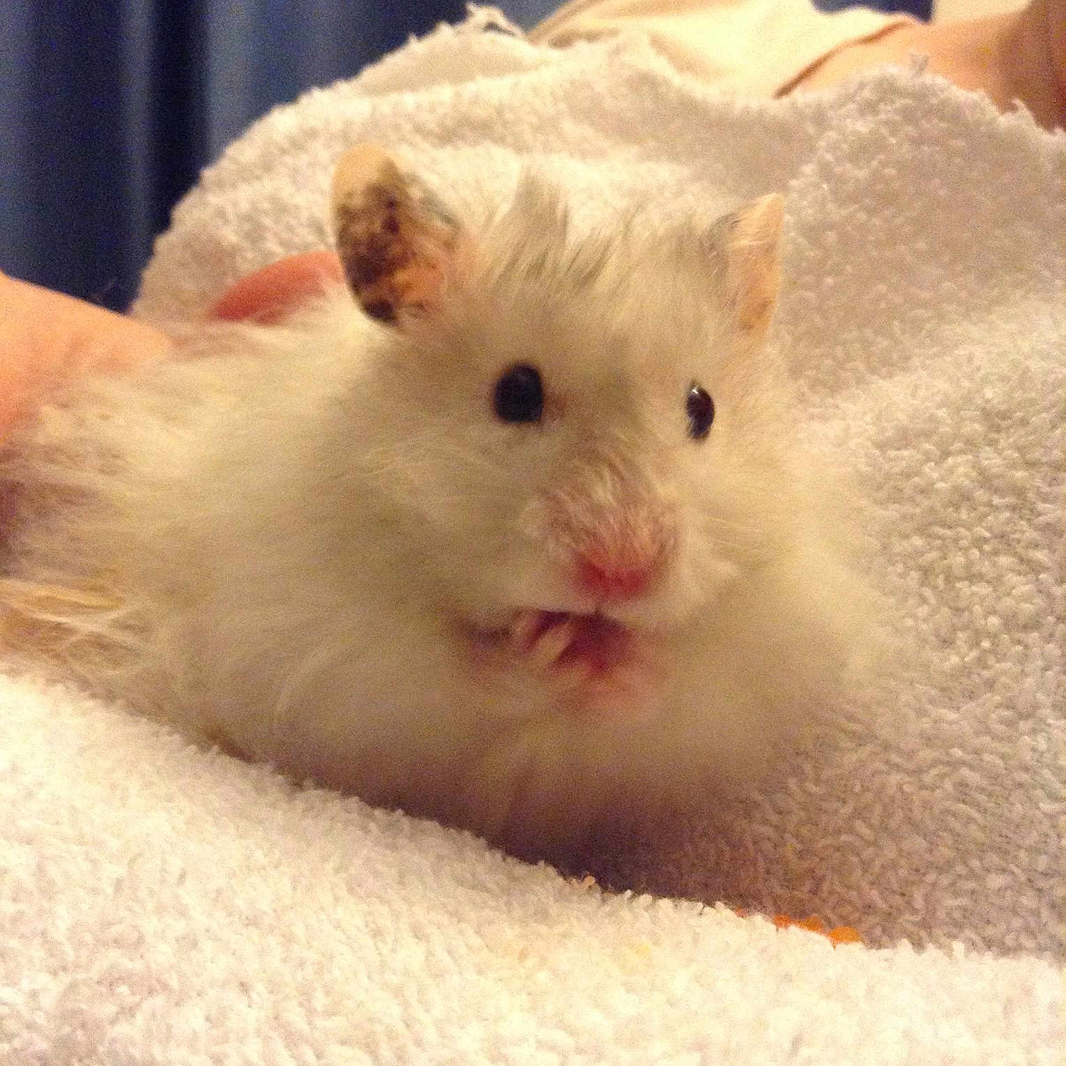Casper