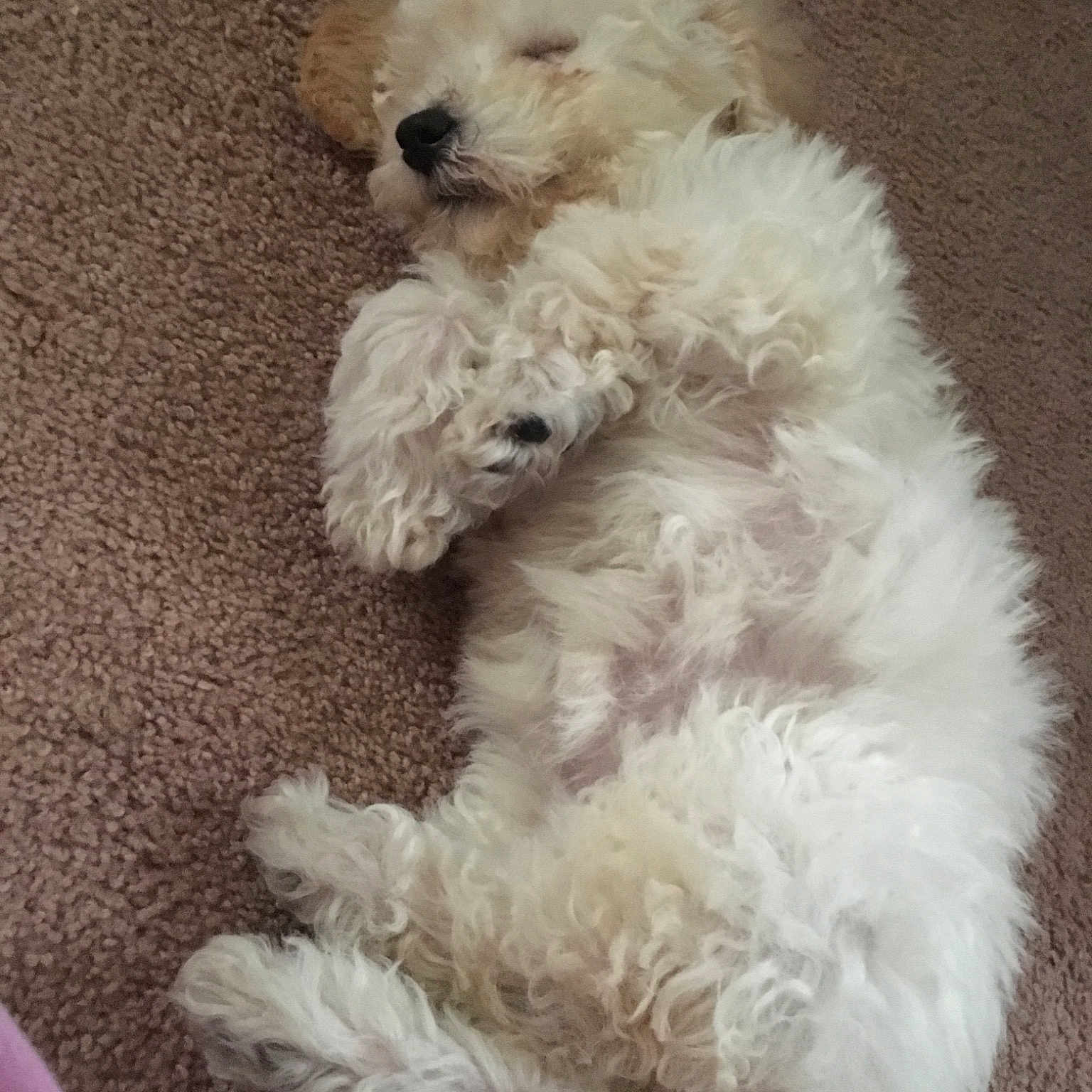 Marie joined the competition — help win amazing prizes! bichon, bolognese, bolonka, canidae, carnivore, companion_dog, dog, dog_breed, maltepoo, maltese, mammal, miniature_poodle, non_sporting_group, poodle, poodle_crossbreed, puppy, schnoodle, toy_dog, toy_poodle, vertebrate