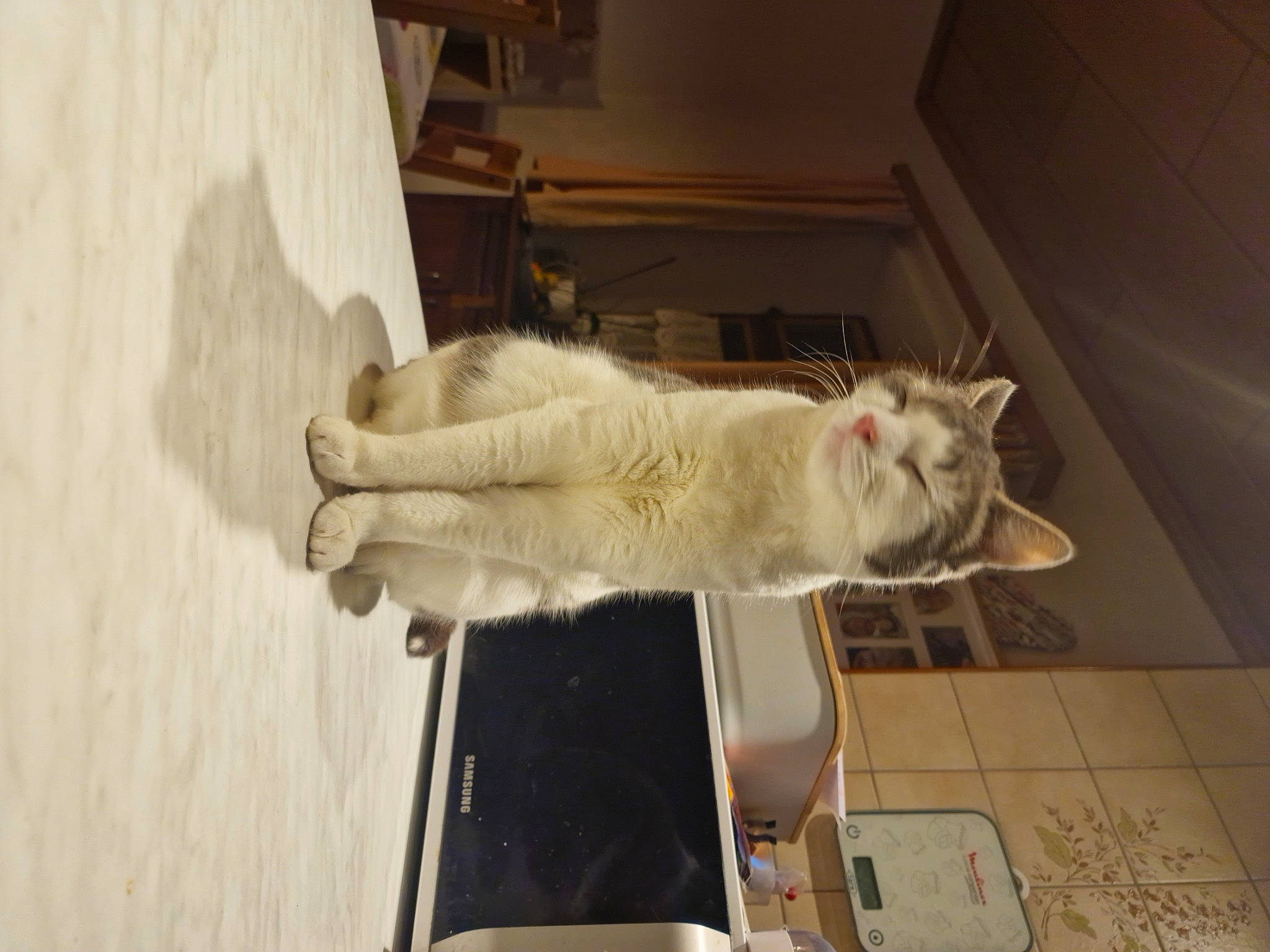 Choupi participe au concours pour gagner de l'argent avec cette photo : canidae, carnivore, cat, claw, domestic_short_haired_cat, fawn, felidae, flooring, fur, hardwood, paw, room, small_to_medium_sized_cats, snout, tail, whiskers, wood