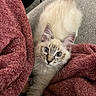 Klaus is registered to the contest to win money with this photo: animal, blanket, blue_eyes, cat, cozy, curious, cute, ears, fluffy, fur, indoor, kitten, looking_up, paw, pet, resting, soft, texture, whiskers, young