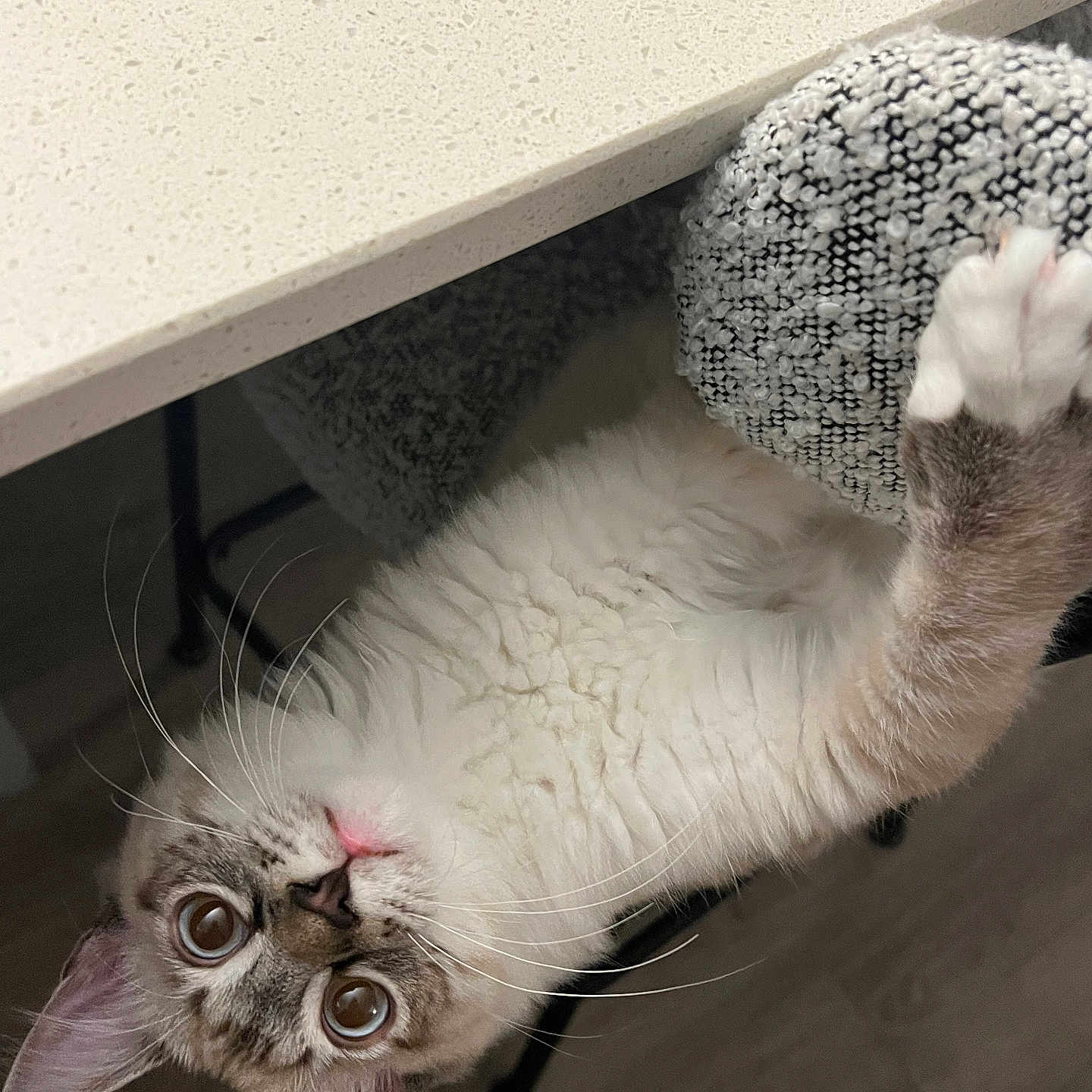 Klaus