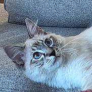 Klaus is registered to the contest to win money with this photo: animal, blue_eyes, cat, close_up, couch, cute, domestic_cat, ear, fabric, feline, fluffy, fur, indoor, looking, nose, pet, portrait, relaxed, resting, whiskers