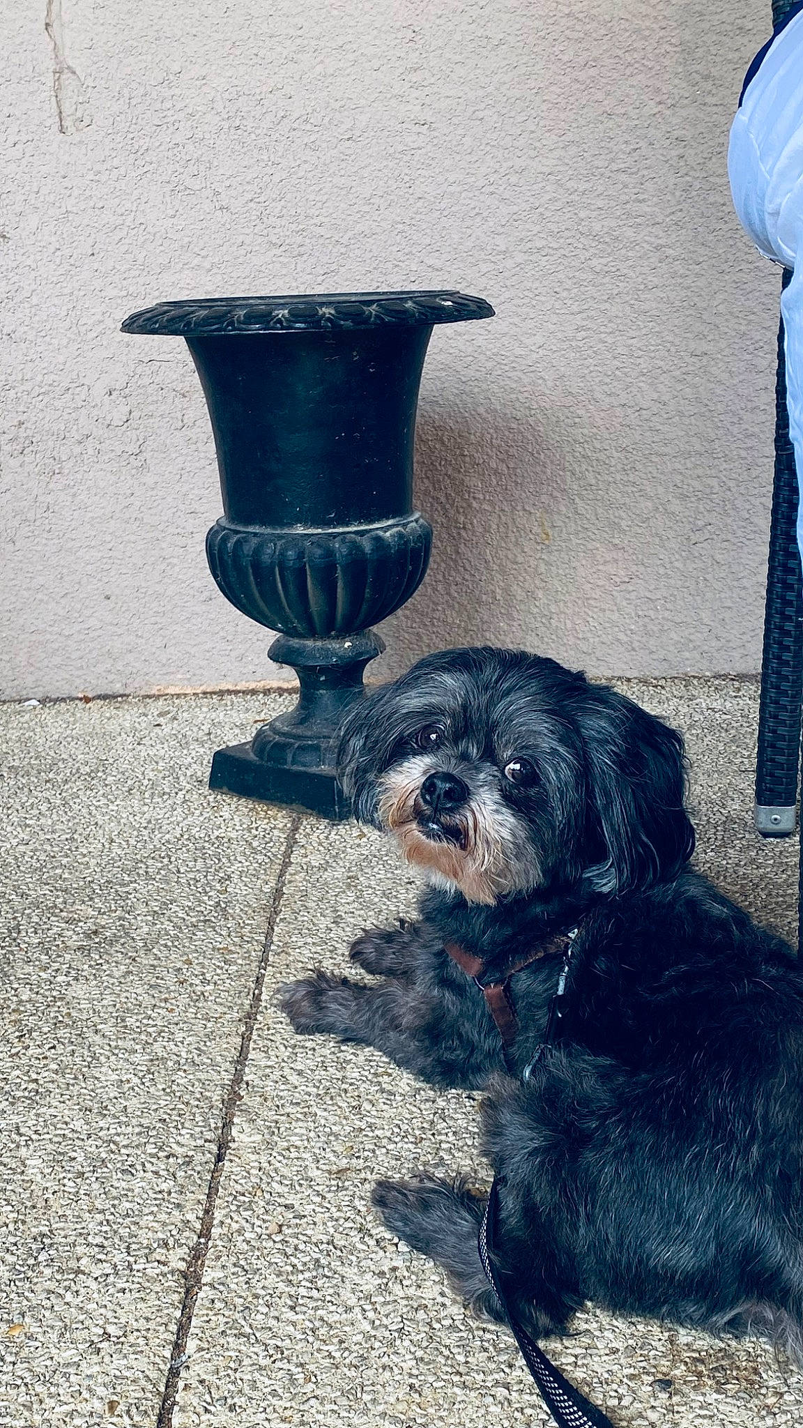 étoile a rejoint le concours — aidez-le/la à gagner de superbes lots ! art, blue, canidae, carnivore, companion_dog, dog, dog_breed, electric_blue, flowerpot, fur, gas, metal, plant, small_terrier, snout, sporting_group, terrier, tints_and_shades, toy_dog, working_animal