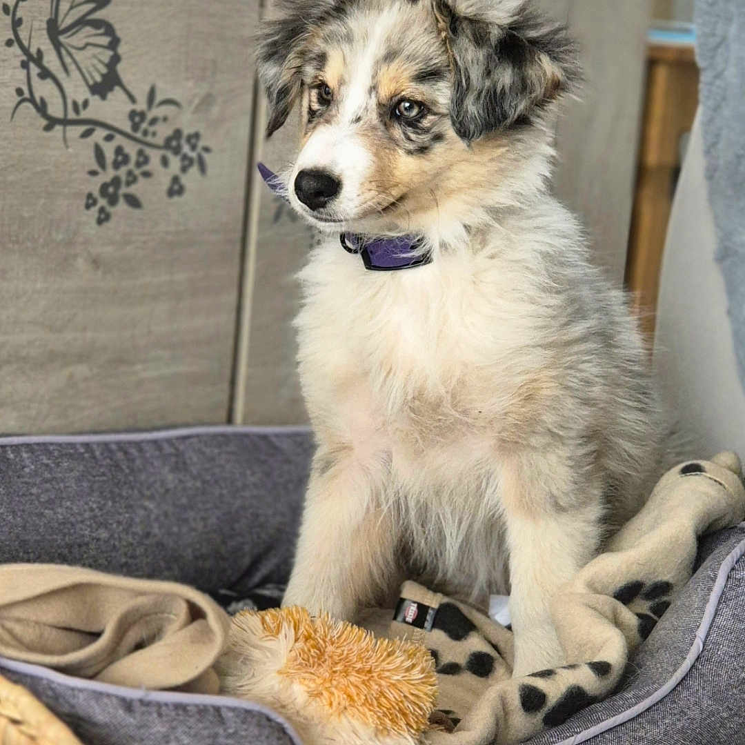 Appy a rejoint le concours — aidez-le/la à gagner de superbes lots ! animal, canine, cat, cockerspaniel, collie, couch, cushion, dog, dogbed, eskimodog, furniture, homedecor, husky, kitten, papillon, pet, poodle, puppy, terrier, whitedog