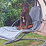 dog, outdoor, lounge_chair, garden, greenery, grass, pet, canine, happy, collar, relaxing, summer, seat, nature, animal, domestic_animal, furniture, leisure, daytime, smiling