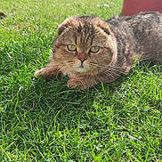 Moshi participe au concours pour gagner de l'argent avec cette photo : cat, grass, outdoor, sunlight, greenery, plant, pet, animal, nature, garden, fur, relaxing, background, ear, eyes, mammal, daylight, backyard, closeup, cute