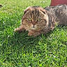 cat, grass, outdoor, sunlight, greenery, plant, pet, animal, nature, garden, fur, relaxing, background, ear, eyes, mammal, daylight, backyard, closeup, cute