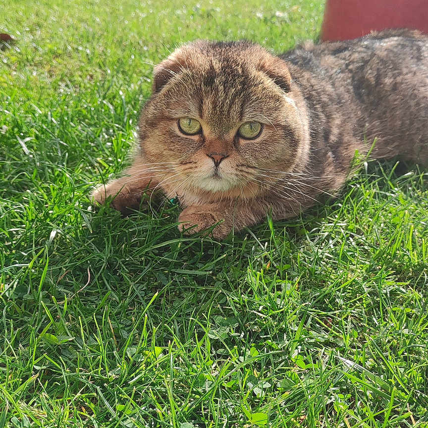 Moshi participe au concours pour gagner de l'argent avec cette photo : cat, grass, outdoor, sunlight, greenery, plant, pet, animal, nature, garden, fur, relaxing, background, ear, eyes, mammal, daylight, backyard, closeup, cute