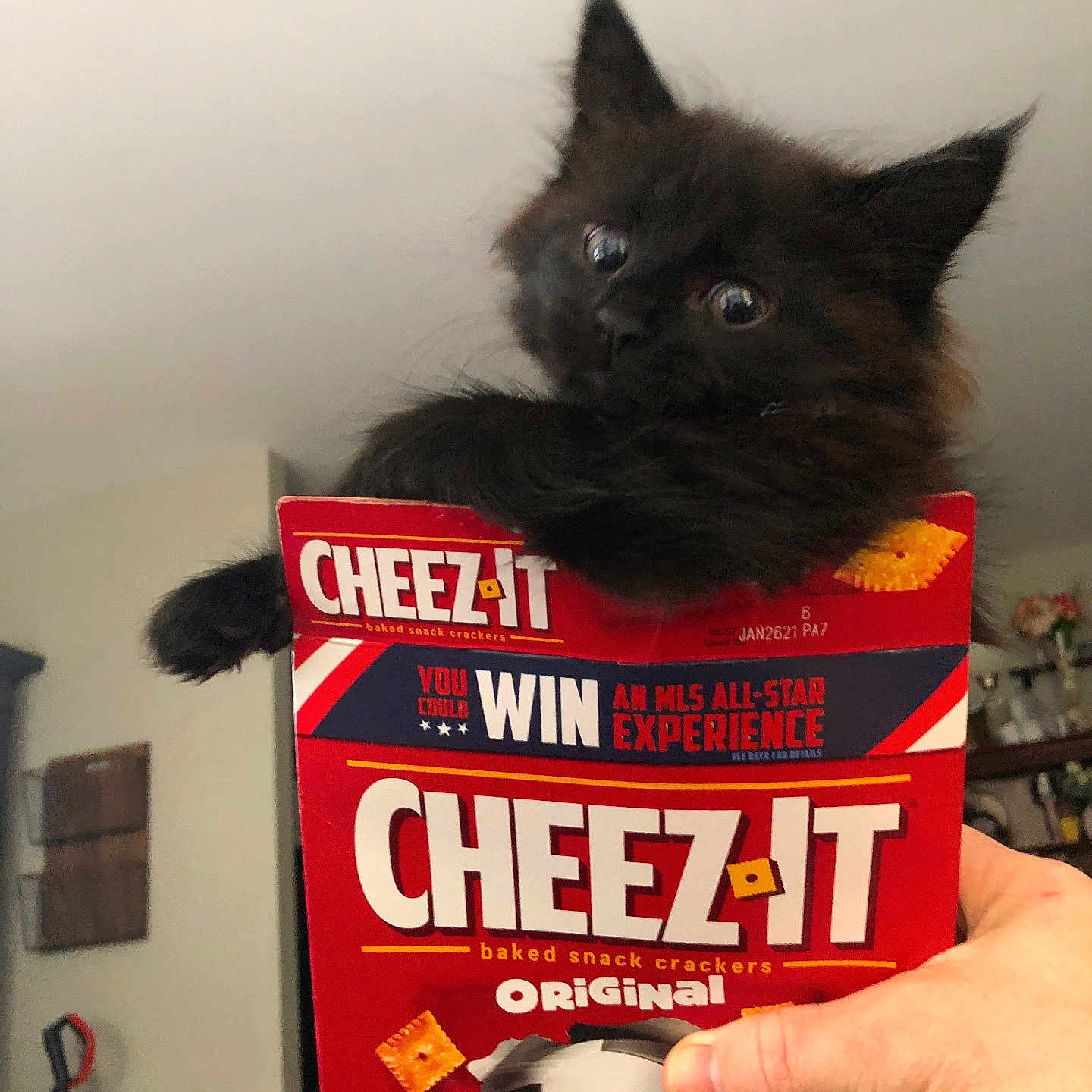 Finley joined the competition — help win amazing prizes! advertisement, animal, baby, ball, blackcat, cat, e_scooter, football, indoors, kitten, person, pet, plant, poster, pottedplant, soccer, soccerball, sport, transportation, vehicle