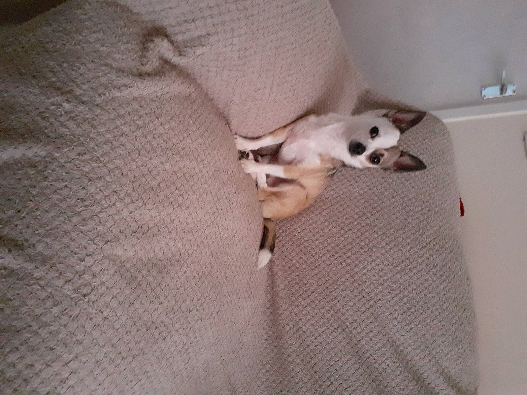 Olaf is registered to the contest to win money with this photo: bed, bedding, carnivore, comfort, companion_dog, dog, dog_breed, dog_supply, fawn, felidae, flooring, grey, linens, paw, small_to_medium_sized_cats, snout, tail, toy_dog, whiskers, wood