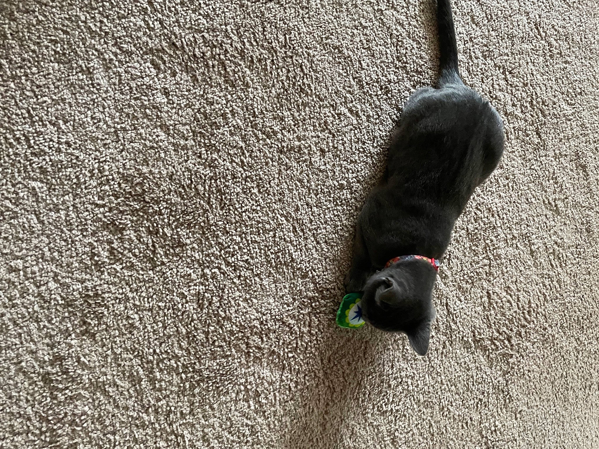 Peanut is registered to the contest to win money with this photo: asphalt, carnivore, concrete, dog, dog_breed, fawn, flooring, fur, grass, grey, paw, road_surface, sand, shadow, small_to_medium_sized_cats, soil, tail, tar, terrestrial_animal, tints_and_shades