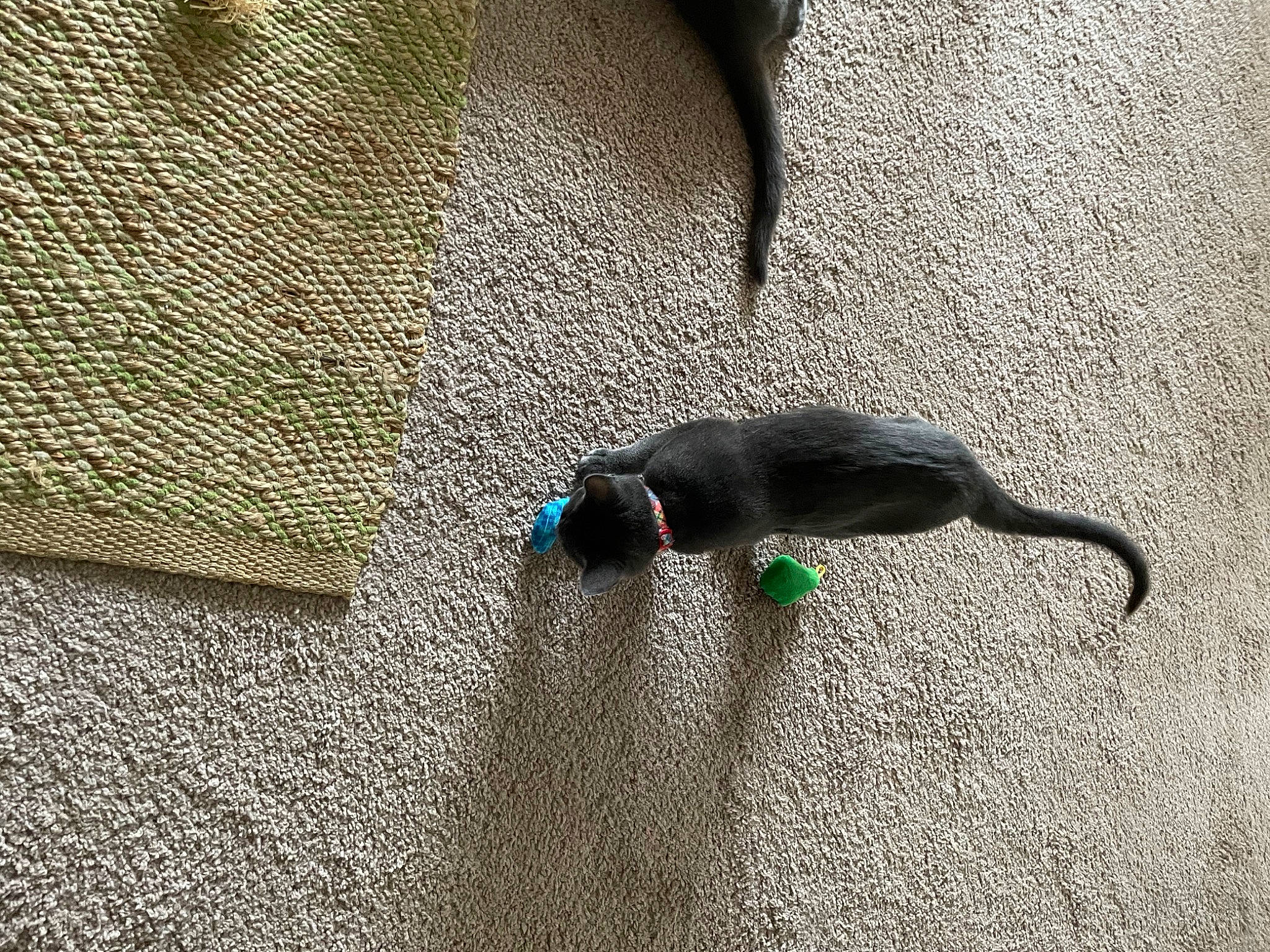 Peanut joined the competition — help win amazing prizes! asphalt, beak, carnivore, cat, concrete, electric_blue, fashion_accessory, felidae, flooring, grass, grey, road_surface, shadow, small_to_medium_sized_cats, soil, sporting_group, tail, tar, terrestrial_animal, tints_and_shades