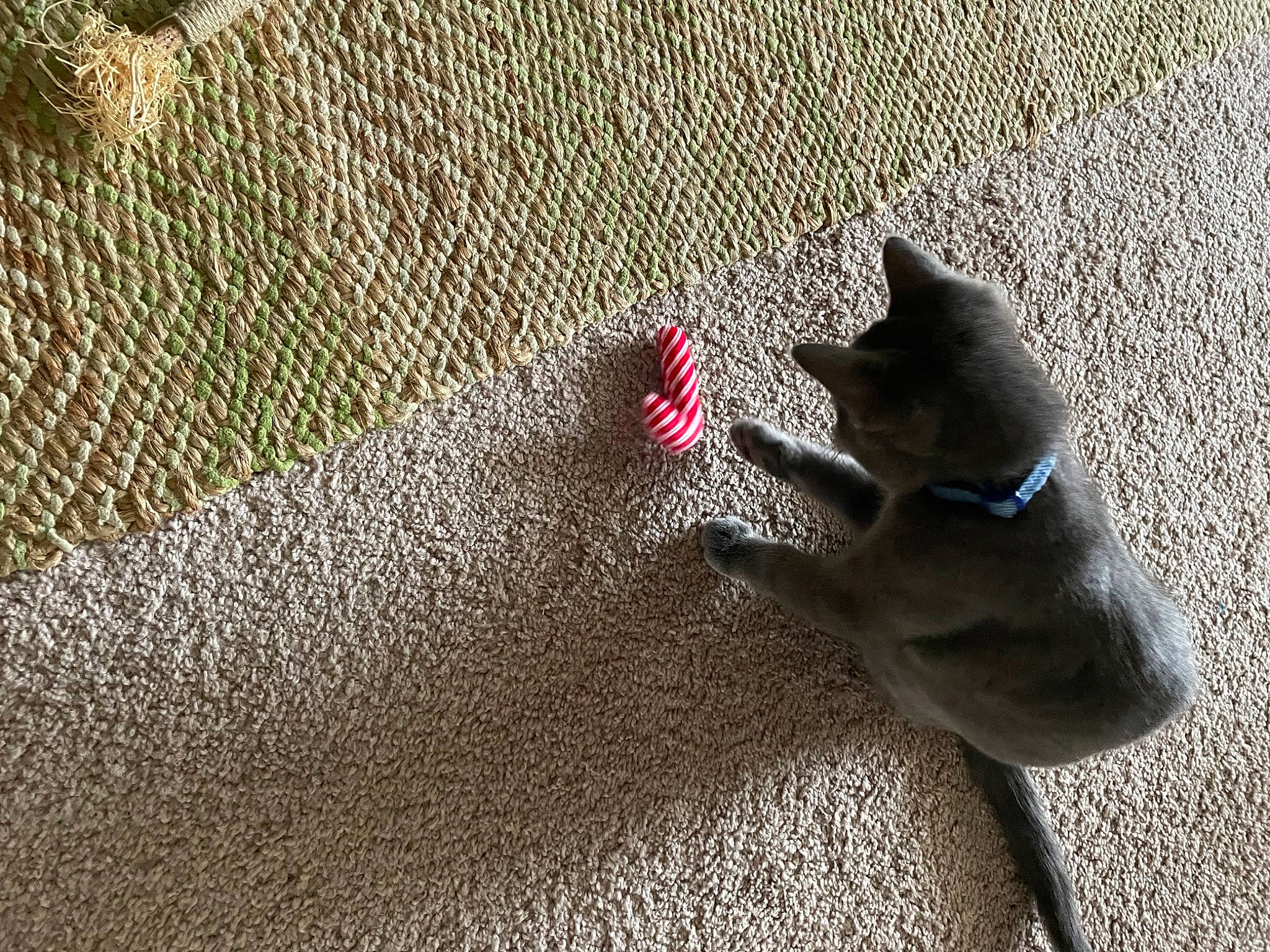 Peanut is registered to the contest to win money with this photo: carmine, carnivore, dog, fawn, felidae, flooring, fur, grass, grey, leash, road_surface, sand, shadow, small_to_medium_sized_cats, snout, soil, tail, tints_and_shades, whiskers, wood