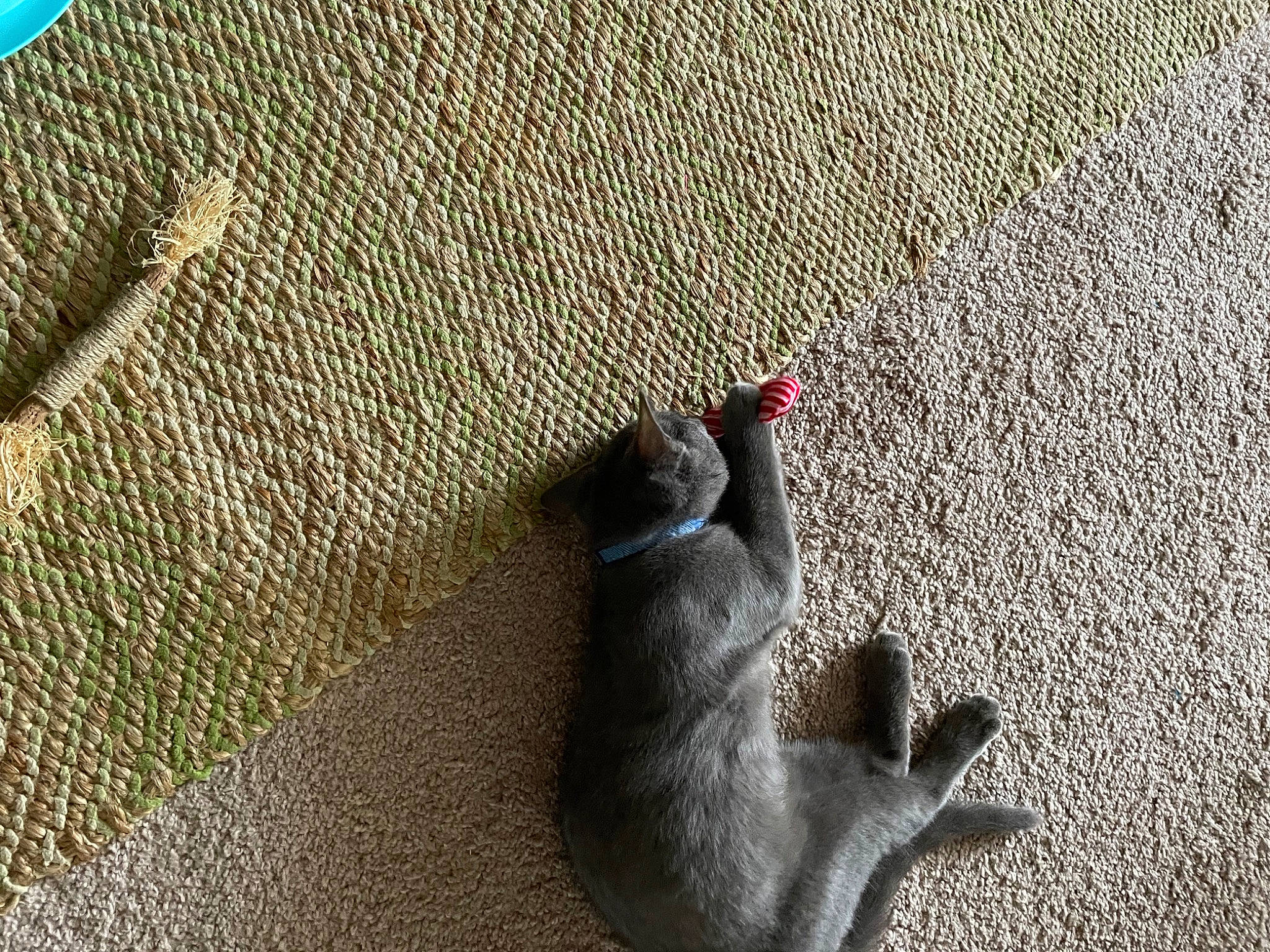 Peanut is registered to the contest to win money with this photo: asphalt, beak, carnivore, concrete, fawn, flooring, foot, grass, grey, human_leg, pattern, paw, road_surface, sand, snout, soil, tail, toy, trunk, wood