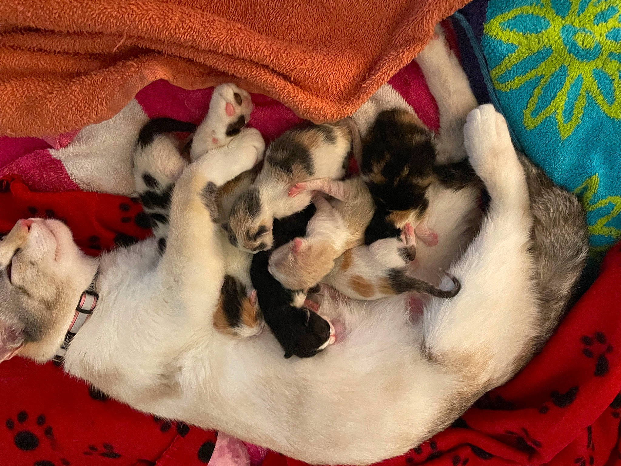 Roxanne is registered to the contest to win money with this photo: canidae, carnivore, cat, comfort, companion_dog, dog_breed, fawn, felidae, fur, nap, non_sporting_group, pattern, paw, small_to_medium_sized_cats, sporting_group, tail, whiskers