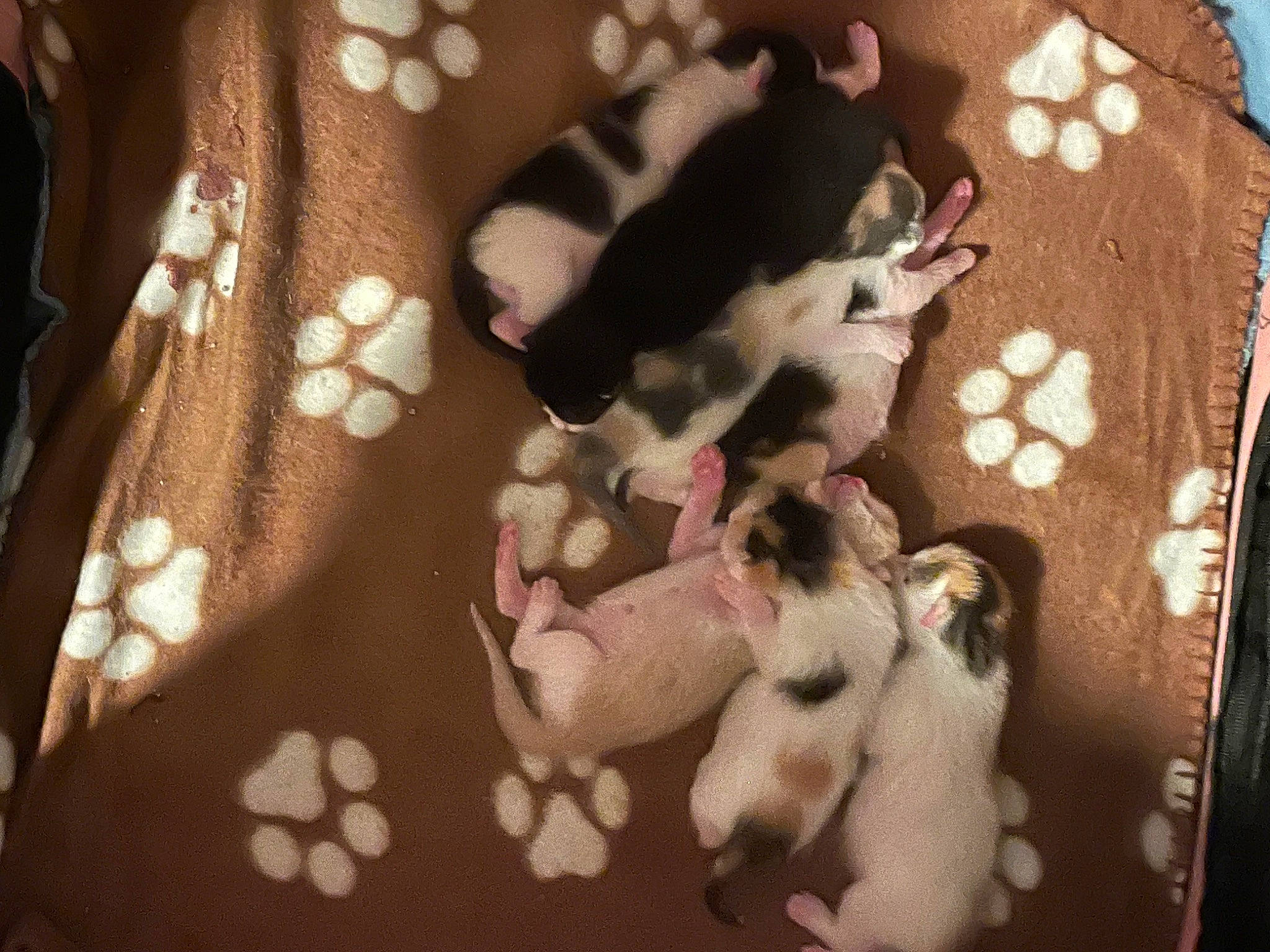 Roxanne is registered to the contest to win money with this photo: brown, canidae, carnivore, comfort, companion_dog, dog_breed, fawn, felidae, flooring, fur, linens, pattern, paw, puppy, room, small_to_medium_sized_cats, snout, sporting_group, tail, whiskers