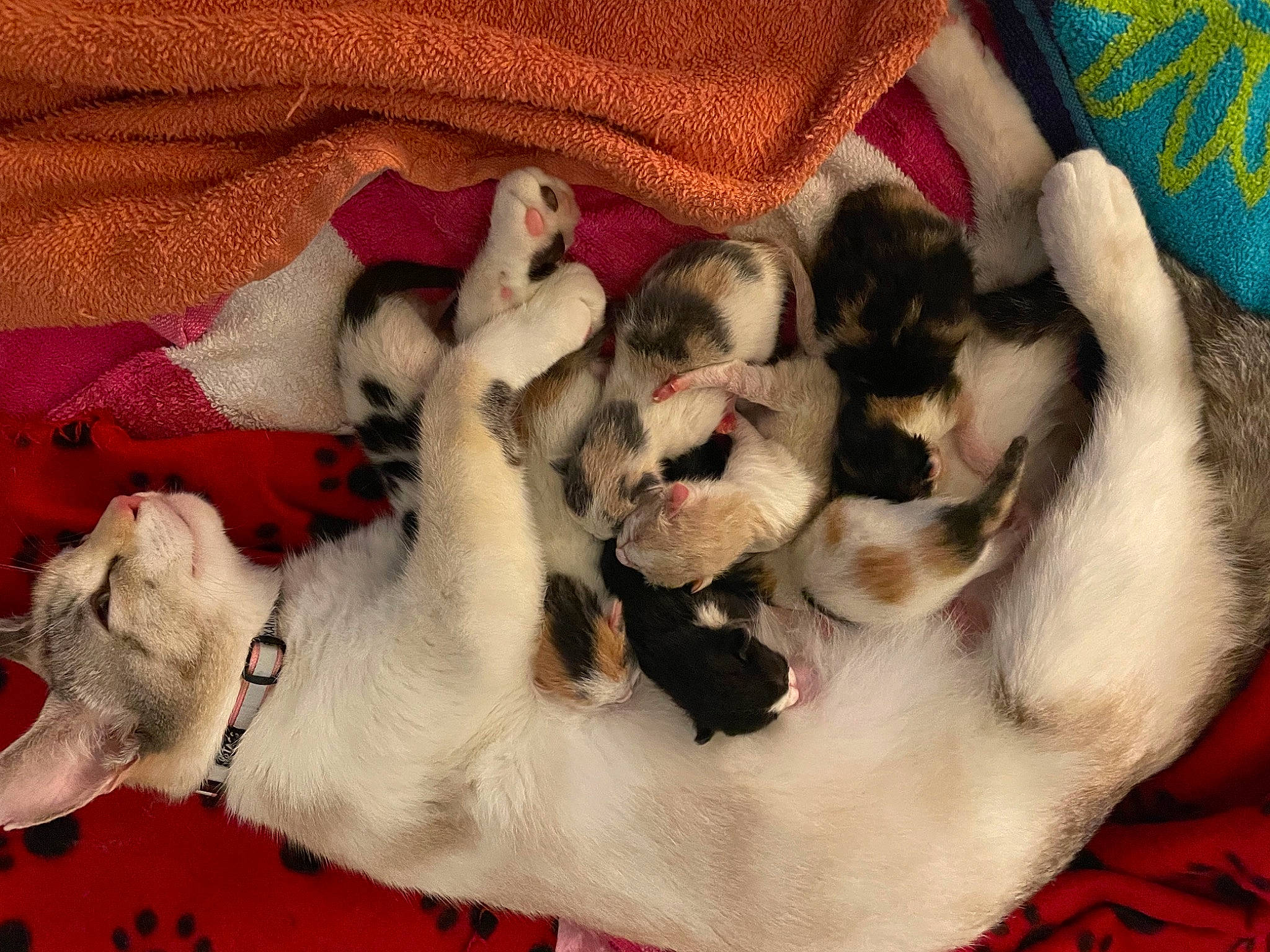 Roxanne is registered to the contest to win money with this photo: canidae, carnivore, comfort, companion_dog, dog, dog_breed, fawn, felidae, fur, linens, nap, non_sporting_group, pattern, paw, small_to_medium_sized_cats, sporting_group, tail, whiskers