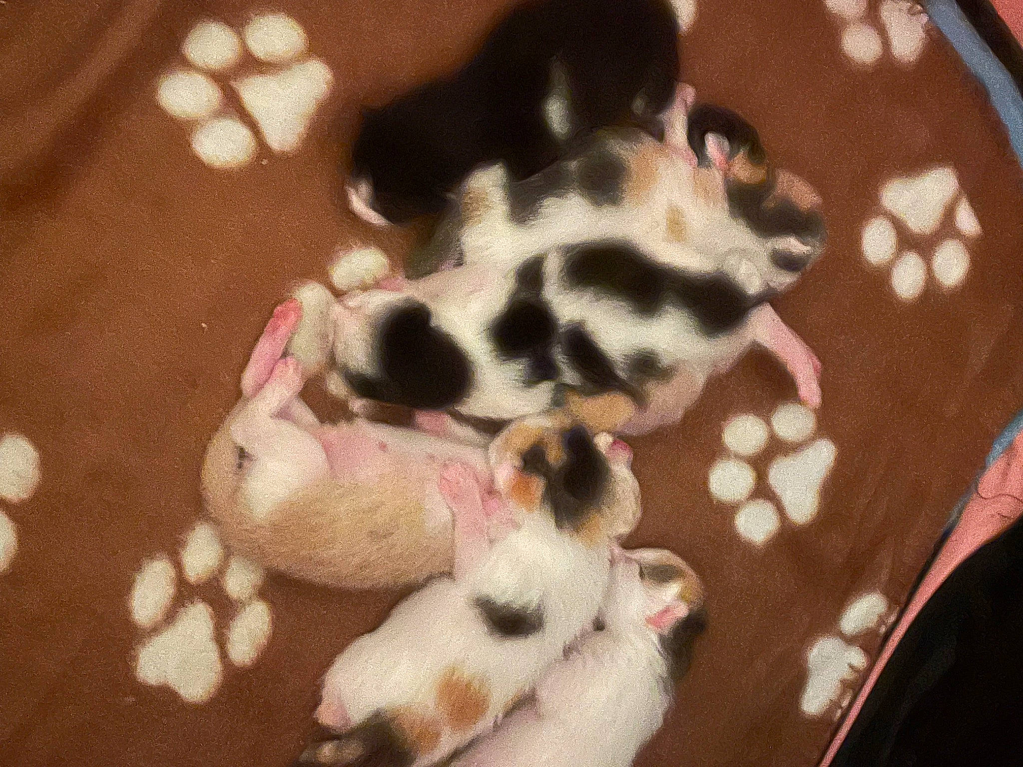 Roxanne is registered to the contest to win money with this photo: canidae, carnivore, comfort, companion_dog, dog_breed, fawn, felidae, flooring, fur, non_sporting_group, paw, puppy, small_to_medium_sized_cats, snout, sporting_group, tail, terrestrial_animal, whiskers