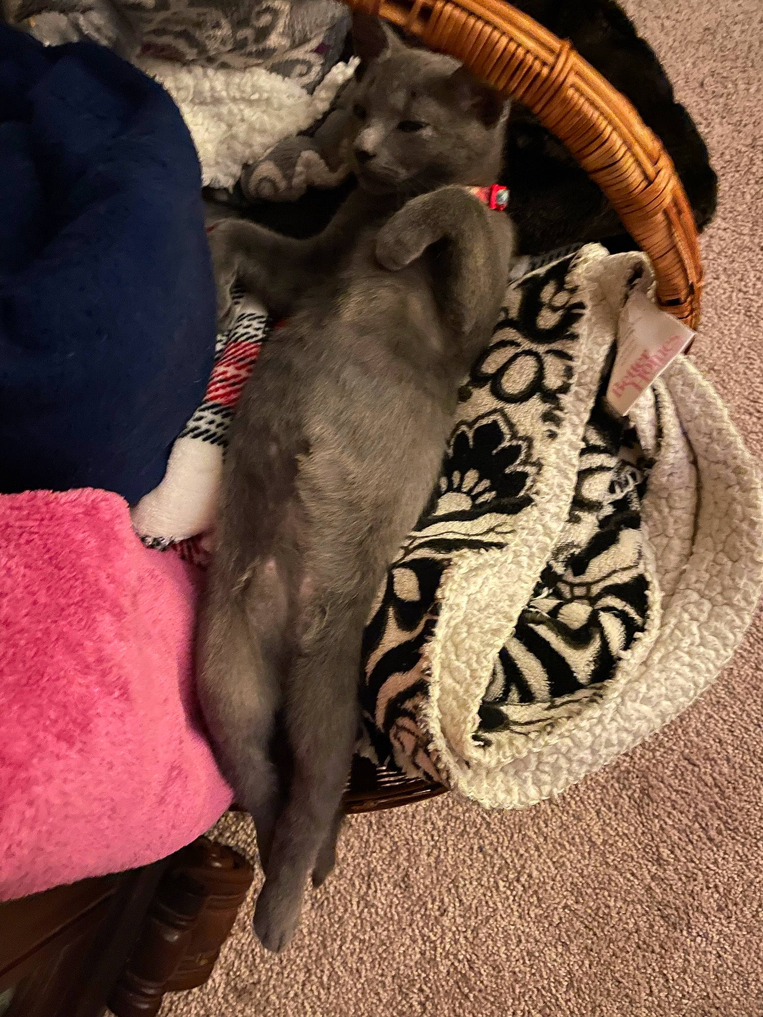 Pickle is registered to the contest to win money with this photo: canidae, carnivore, comfort, companion_dog, dog, dog_breed, dog_supply, fashion_accessory, fawn, felidae, fur, human_leg, linens, pattern, pet_supply, small_to_medium_sized_cats, sporting_group, tail, thigh, working_animal