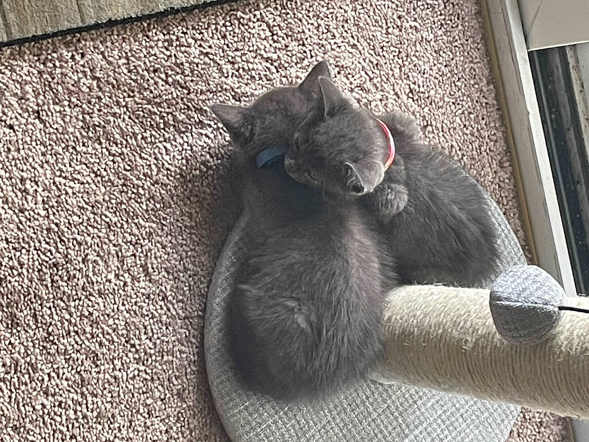 Pickle is registered to the contest to win money with this photo: black_cat, carnivore, cat, claw, comfort, domestic_short_haired_cat, felidae, flooring, fur, grey, monochrome_photography, paw, road_surface, russian_blue, small_to_medium_sized_cats, snout, tail, terrestrial_animal, whiskers, window