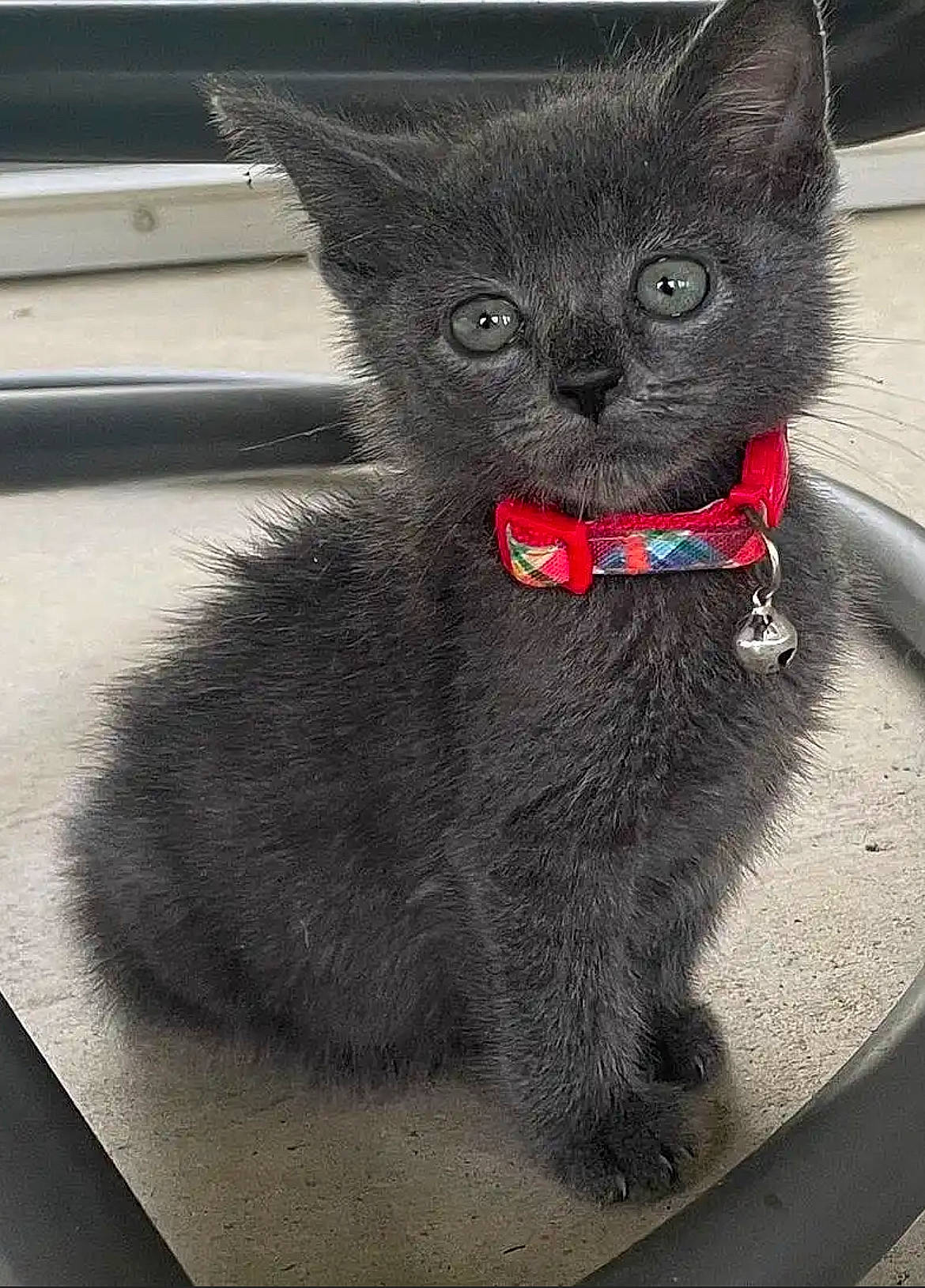 Pickle is registered to the contest to win money with this photo: animal_figure, art, black_cat, bombay, canidae, carmine, carnivore, cat, claw, domestic_short_haired_cat, felidae, fictional_character, fur, grey, small_to_medium_sized_cats, snout, tail, terrestrial_animal, whiskers, window