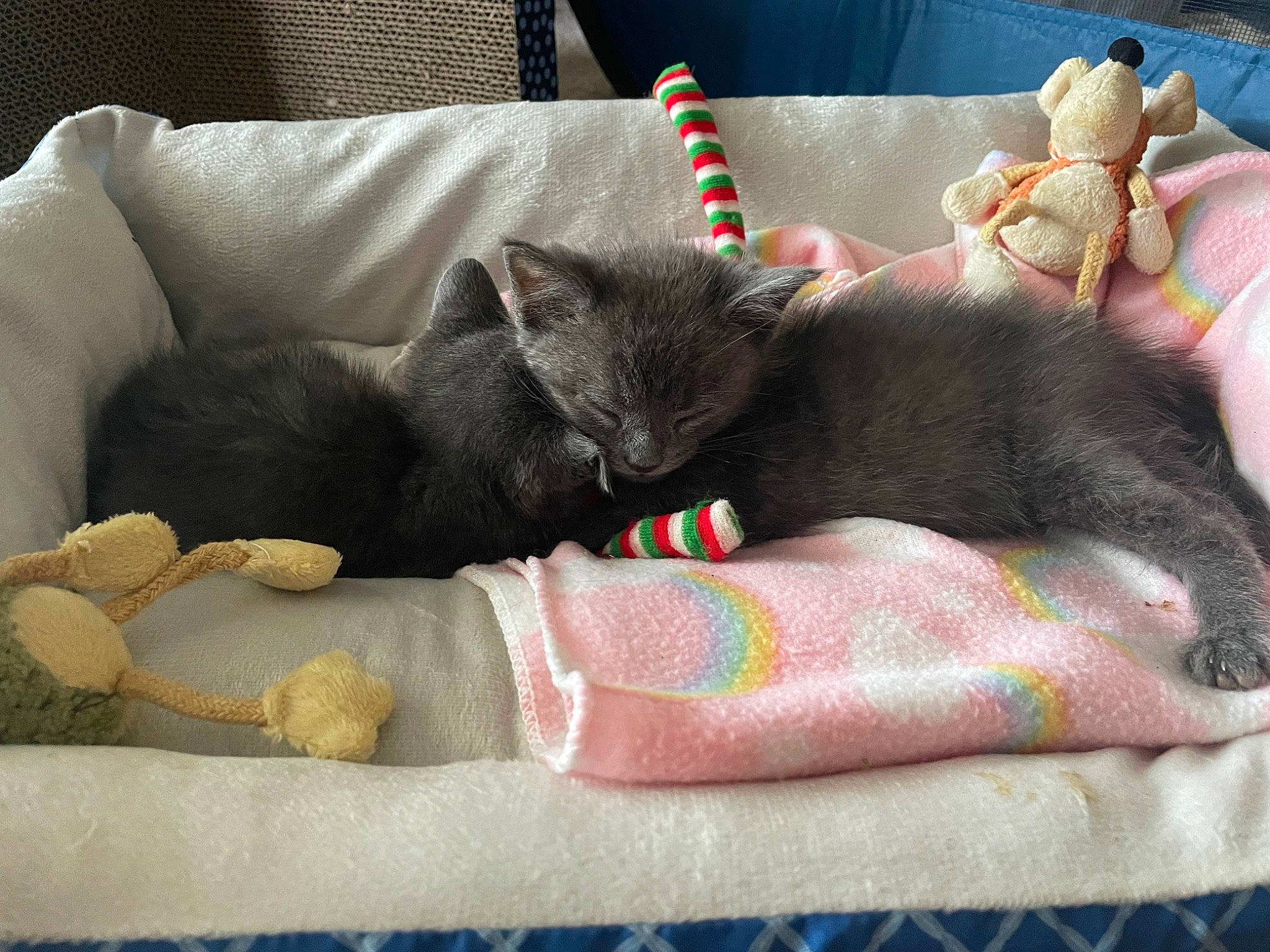 Pickle is registered to the contest to win money with this photo: black_cat, bombay, carnivore, cat, cat_bed, cat_supply, comfort, couch, domestic_short_haired_cat, fawn, felidae, grey, linens, living_room, pet_supply, small_to_medium_sized_cats, studio_couch, tail, textile, whiskers