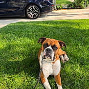 King is registered to the contest to win money with this photo: dog, boxer, leash, grass, lawn, outdoor, pet, canine, animal, sunlight, car, black_car, fence, sidewalk, residential, daytime, parked_car, shadow, ears, collar