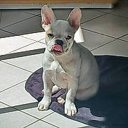 Bianca a rejoint le concours — aidez-le/la à gagner de superbes lots ! adorable, animal, canine, companion, cute, dog, ears_up, french_bulldog, indoor, mat, pet, pet_bed, playful, puppy, shadow, sitting, sunlight, tile_floor, tongue_out, white_dog