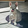 adorable, animal, canine, companion, cute, dog, ears_up, french_bulldog, indoor, mat, pet, pet_bed, playful, puppy, shadow, sitting, sunlight, tile_floor, tongue_out, white_dog