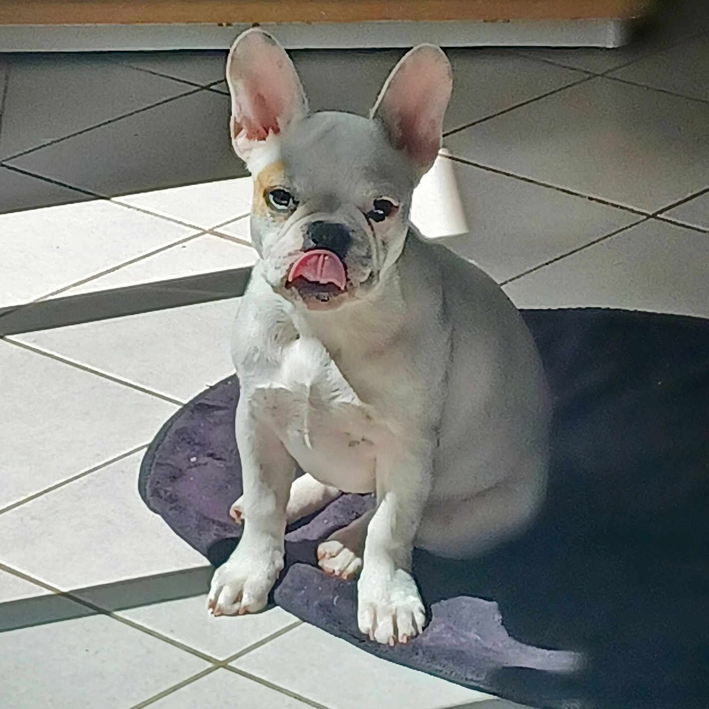 Bianca