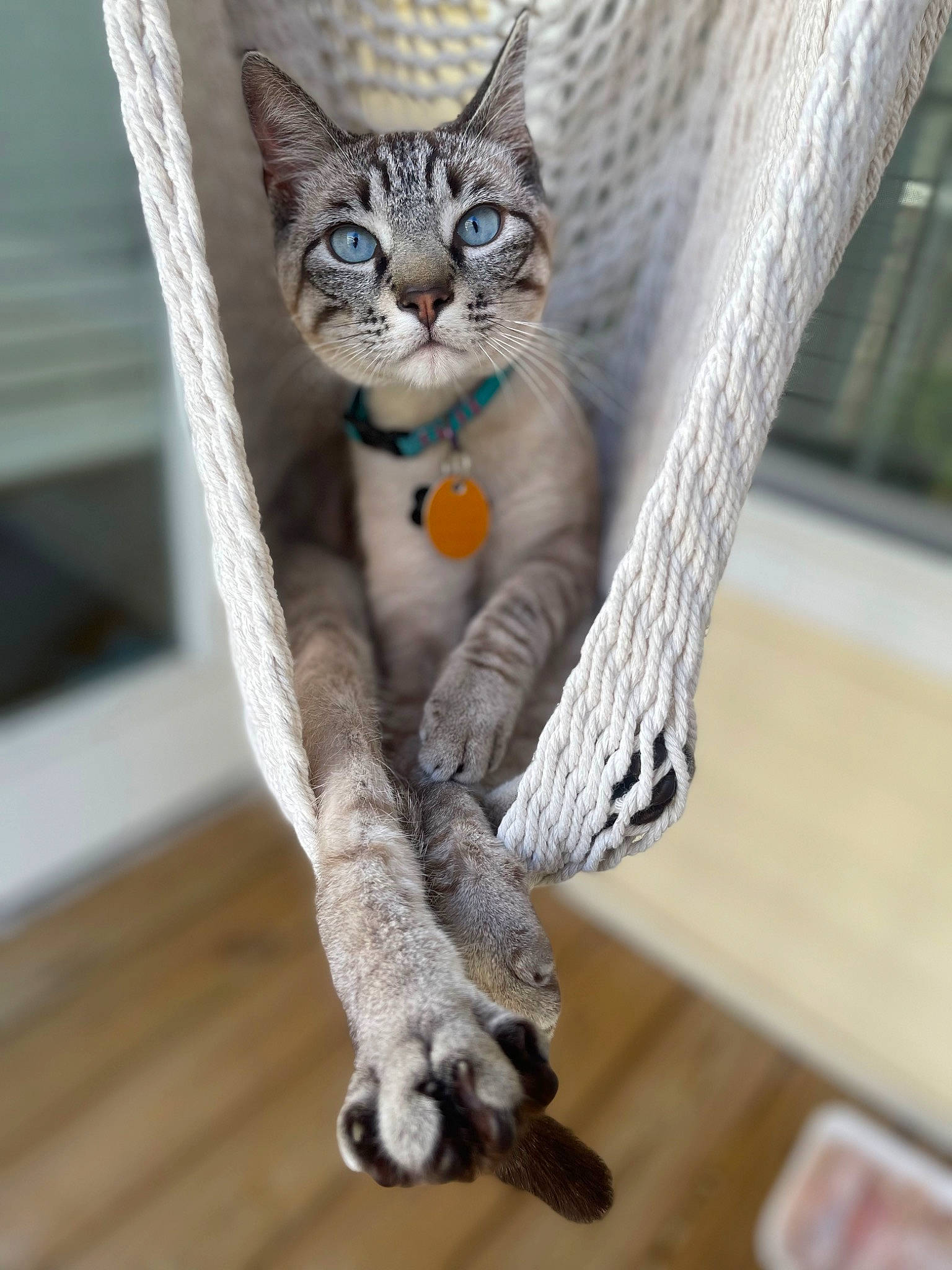 Gypsy is registered to the contest to win money with this photo: carnivore, cat, claw, domestic_short_haired_cat, electric_blue, felidae, fur, grey, hardwood, sitting, small_to_medium_sized_cats, snout, tail, terrestrial_animal, whiskers, wildlife, wood