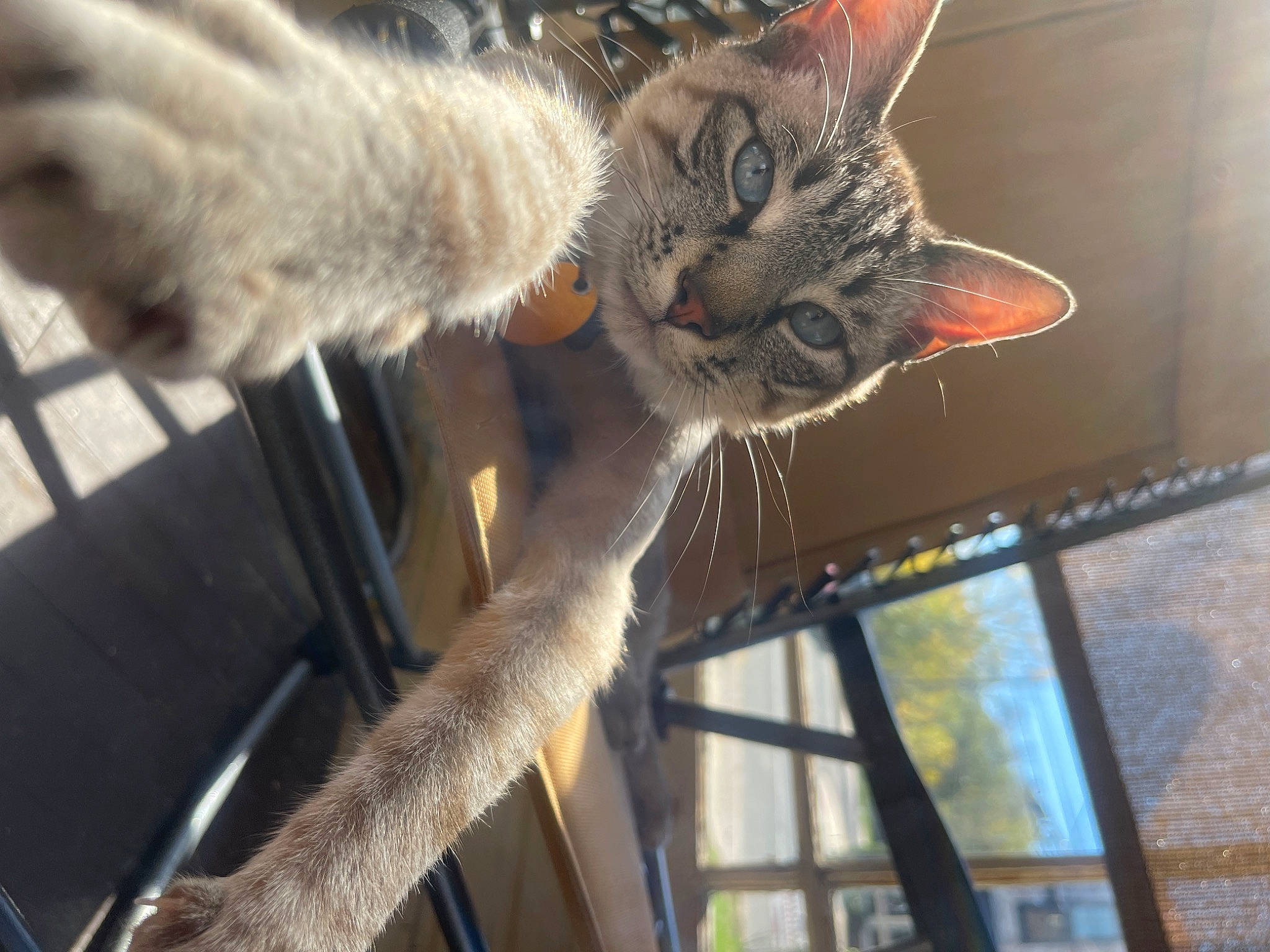 Gypsy joined the competition — help win amazing prizes! carnivore, cat, claw, domestic_short_haired_cat, fawn, felidae, flowerpot, fur, metal, paw, plant, small_to_medium_sized_cats, snout, tail, terrestrial_animal, tree, vehicle, vertebrate, whiskers, wood