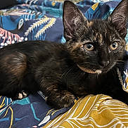 Macaron participe au concours pour gagner de l'argent avec cette photo : kitten, cat, tortoiseshell, animal, pet, fur, whiskers, ears, eyes, bedspread, fabric, pattern, colorful, indoor, closeup, cute, resting, cozy, soft, young