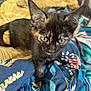 animal, blanket, cat, close_up, colorful, cozy, curious, ears, eyes, feline, fur, indoor, kitten, patterned, pet, portrait, soft_light, tortoiseshell, whiskers, young