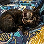 animal, bed, blanket, cat, colorful, cozy, curious, cute, domestic, ears, fur, indoor, kitten, pattern, paws, pet, resting, tortoiseshell, whiskers, young